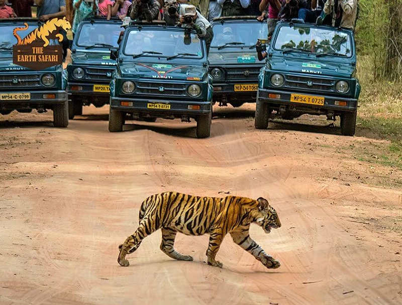 Bandhavgarh Safari Tour Bandhavgarh Safari Tour