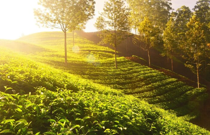 Banner -Munnar Travel Guide-Tea Plantations & Best Attractions