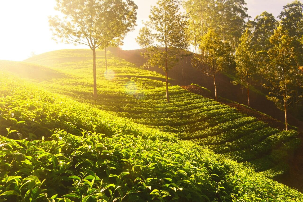 Banner -Munnar Travel Guide-Tea Plantations & Best Attractions
