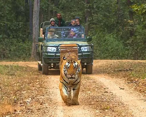 Jeep Safari in Pench - Madhya Pradesh