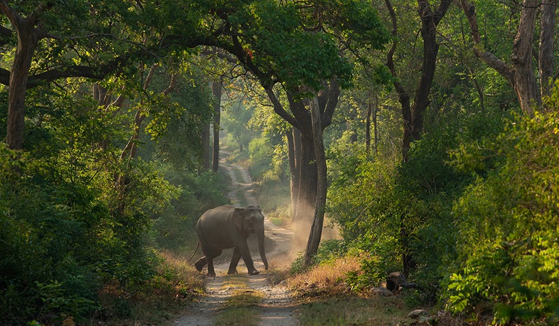 Jim Corbett Photography Safari Jim Corbett Photography Safari
