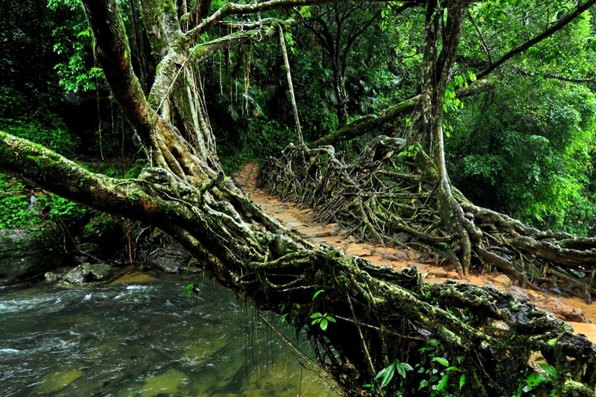 Cherrapunjee - Living Root bridge-Meghalaya Tour Packages