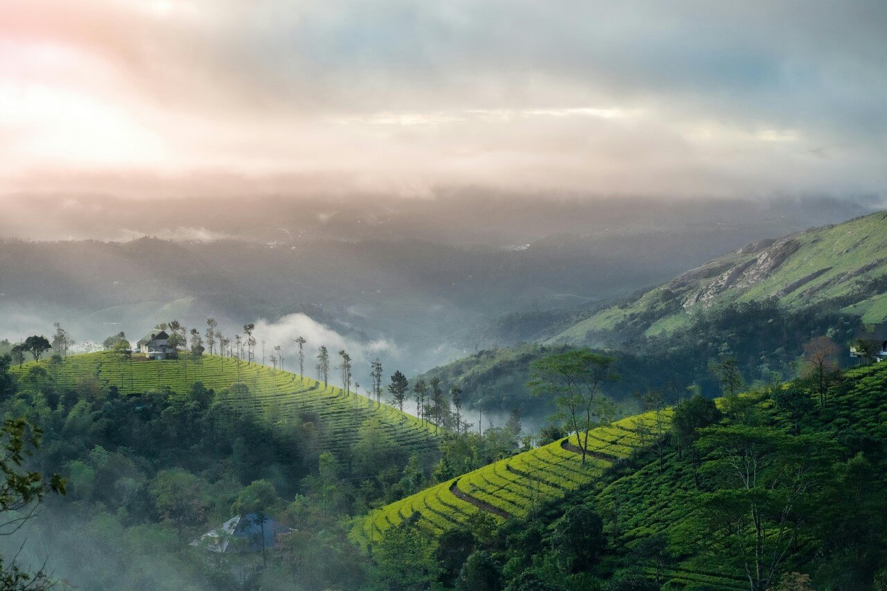 Munnar Tour Packages