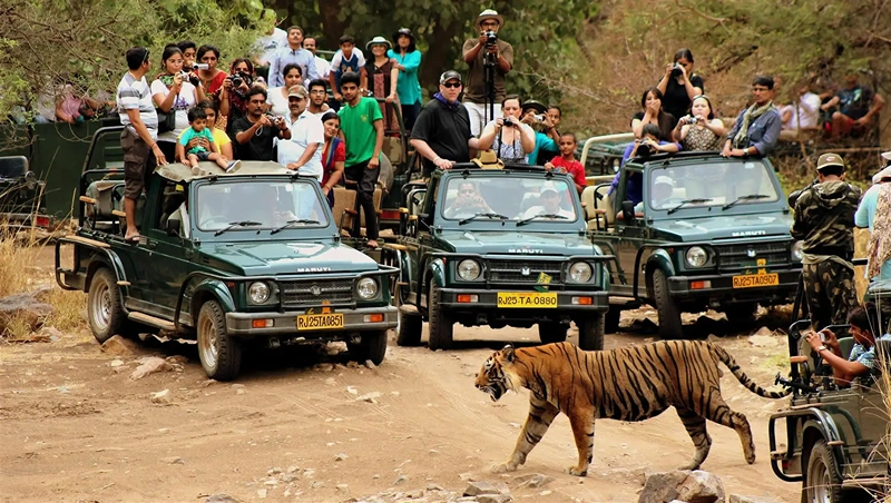 Ranthambore Safari Tour Ranthambore Safari Tour