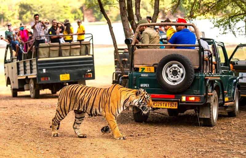 Ranthambore