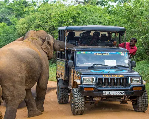 Safari at Yala National Park