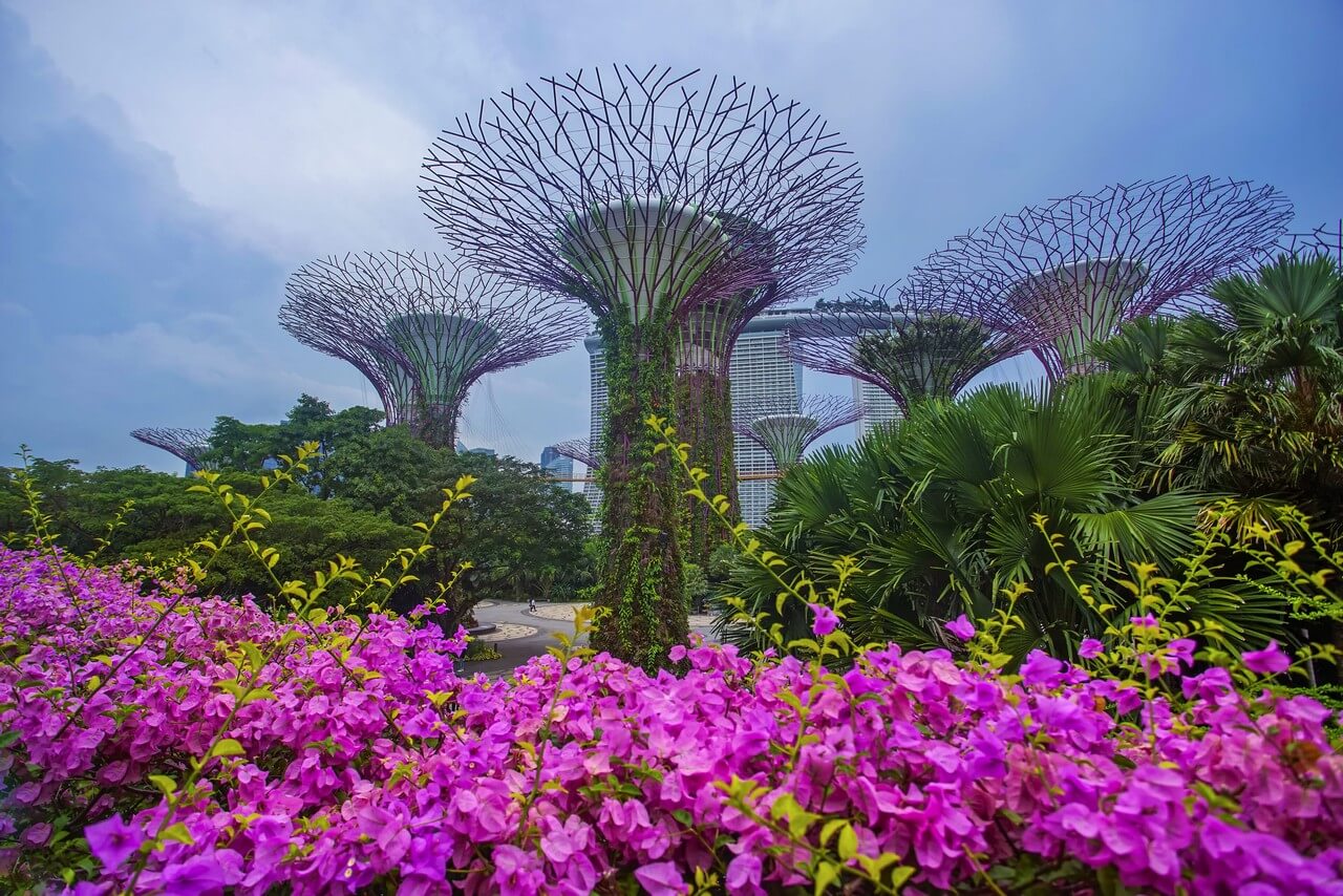 Singapore Tour-purple-flowering-plants-field-against-sky Gardens by the Bay - Singapore Tour Packages