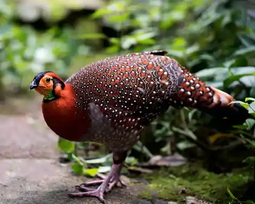 Nagaland Tour Packages