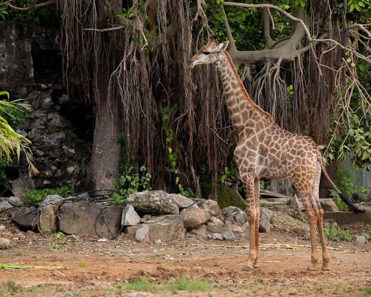 Visit to the Statue of Unity - A Comprehensive Guide