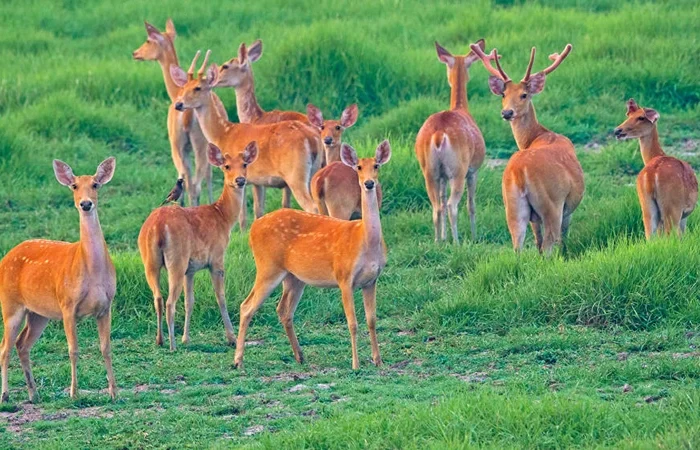 barasingha-swamp-deer-dhritiman-mukherjee