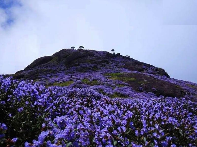 Munnar Tour Package - Neelakurinji flowers bloom -Kerala