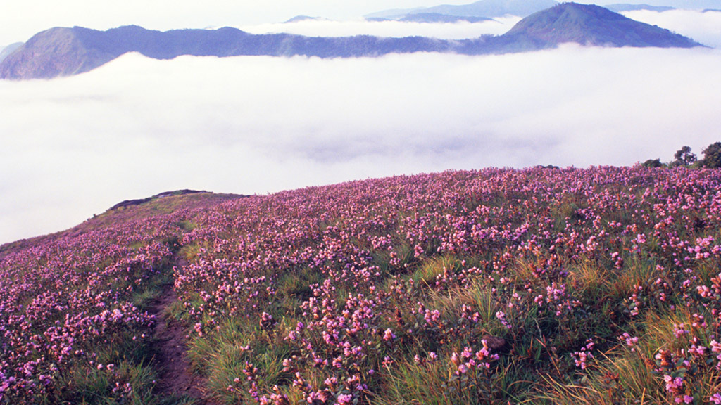 Munnar Tour Package - Neelakurinji flowers bloom -Kerala