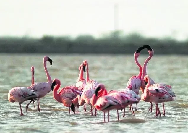 Sambhar Lake Day Trips from Jaipur