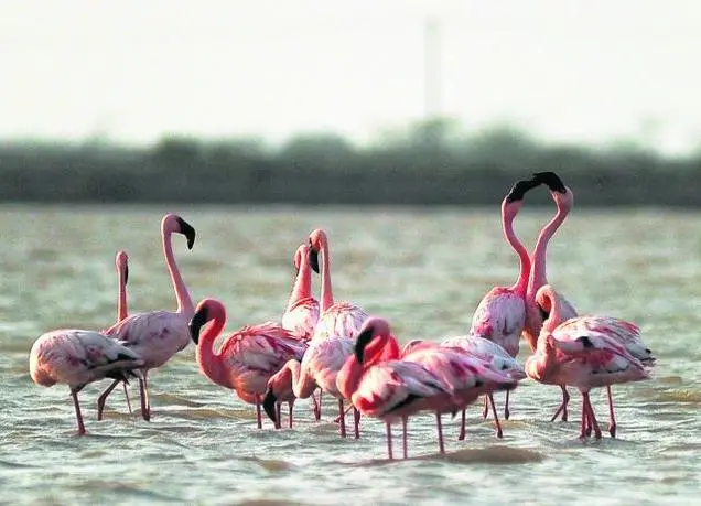sambhar-flamingo Sambhar Lake Day Trips from Jaipur