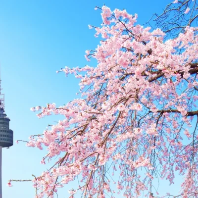 Where Tradition Meets Modern Japan